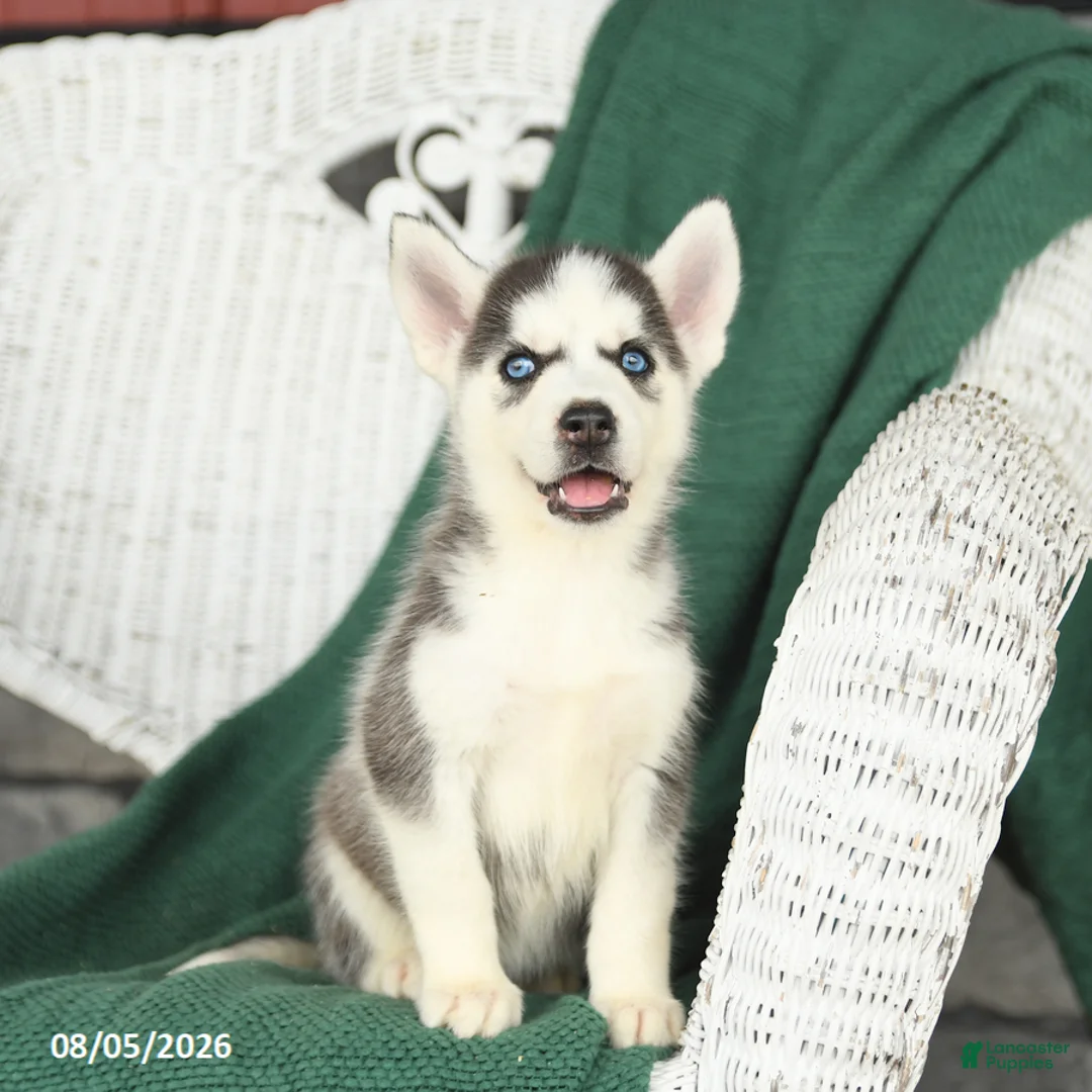 Siberian Husky dogs for sale: Vivian - Ad 1