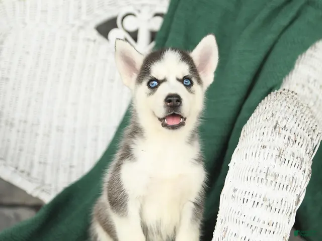 Siberian Husky dogs for sale: Vivian - Ad 1