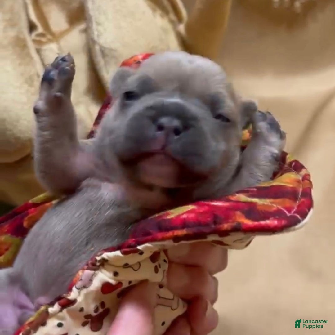 French Bulldog dogs for sale: Pibble - Ad 9