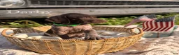 German Shorthaired Pointer dogs for sale: Darby - Ad 1