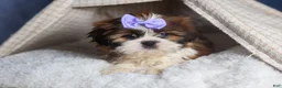 Shih Tzu dogs for sale: CHLOE - Ad 6