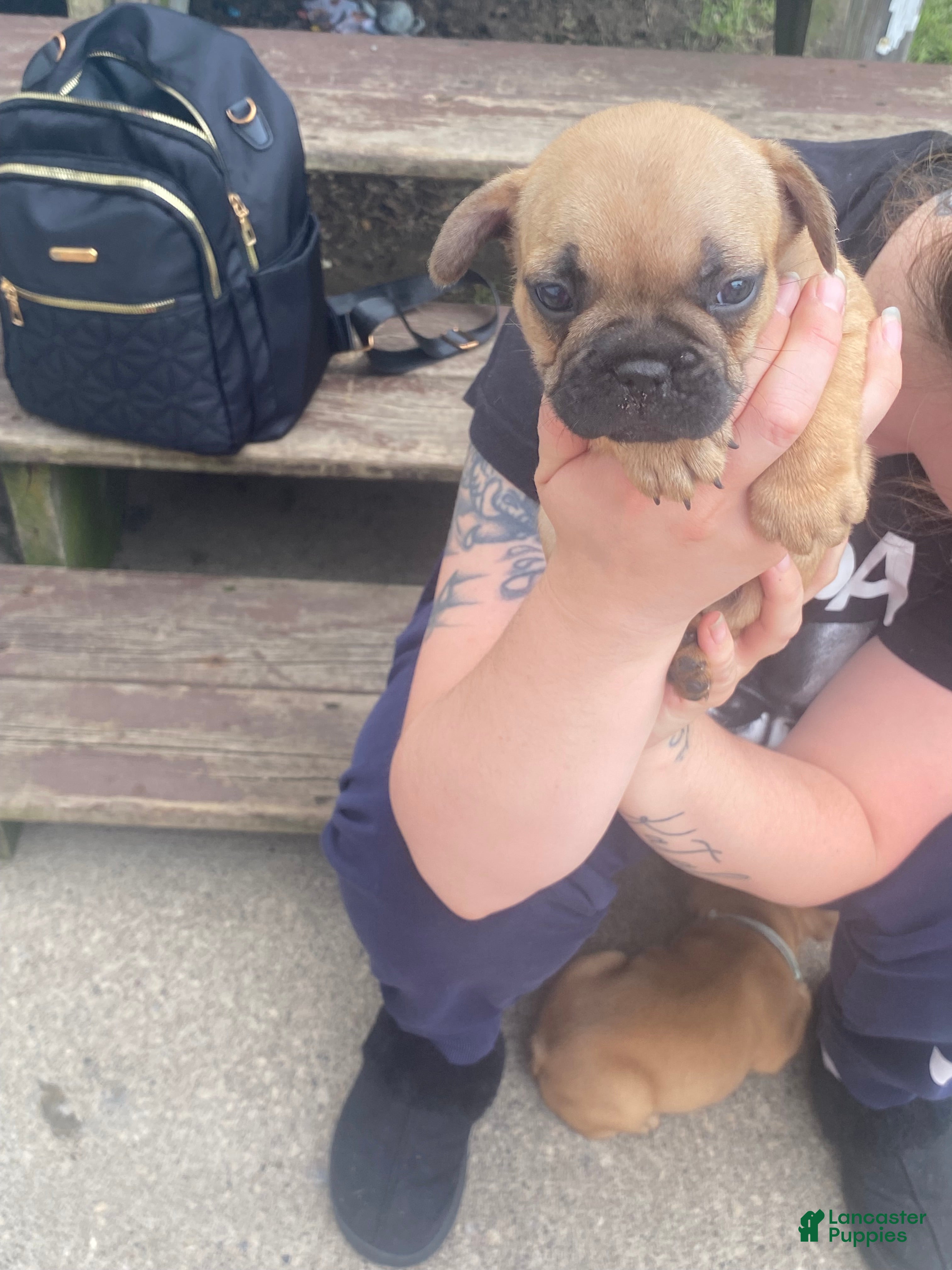 French Bulldog dogs French Bulldog Puppy 2 - Ad 6