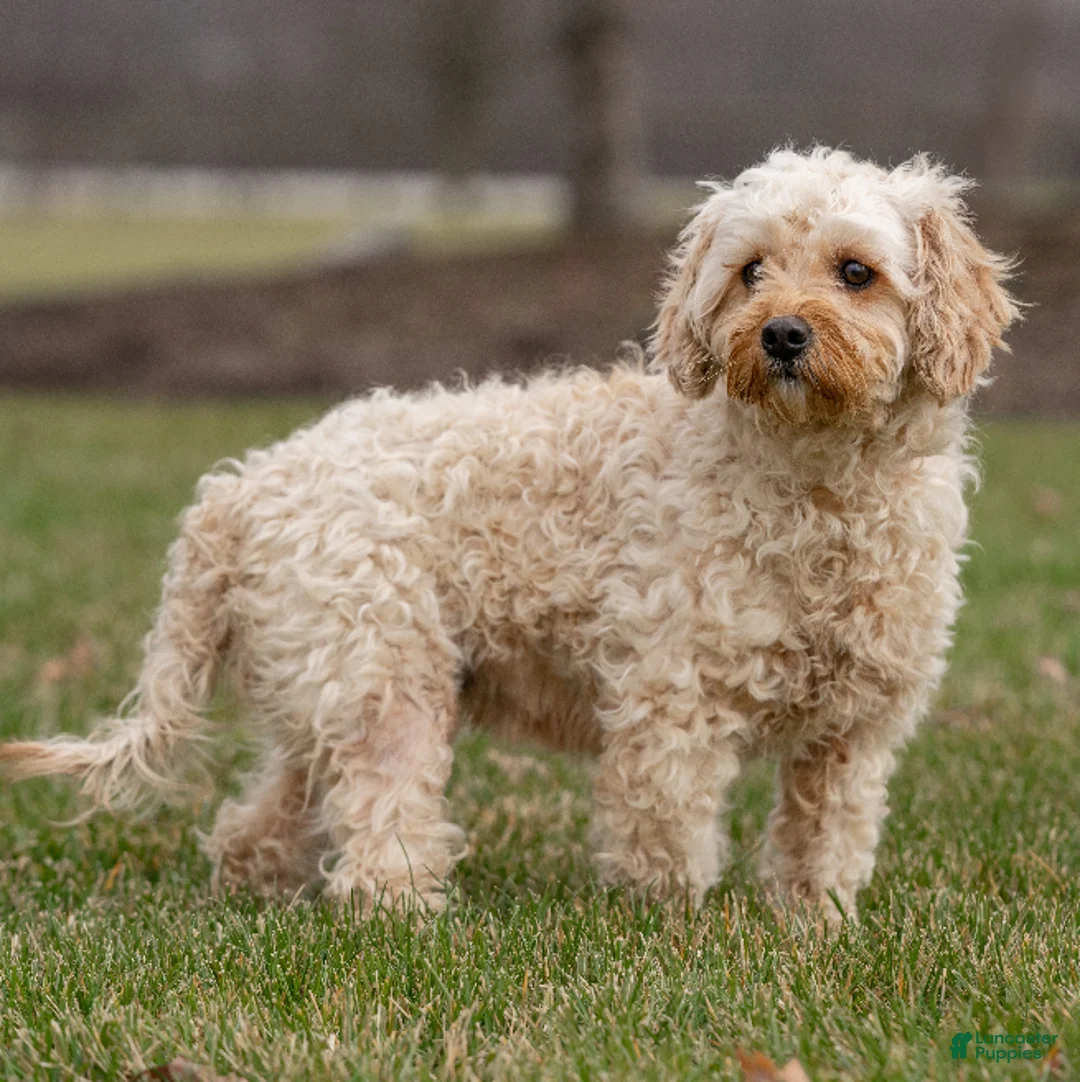 Cavapoo dogs for sale: Ink - Ad 4