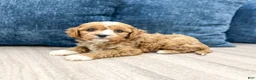 Cavapoo dogs for sale: Blake - Ad 4