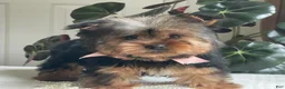 Yorkshire Terrier dogs for sale: Felicity - Ad 12