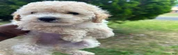 Toy Poodle dogs for sale: Toy Poodle 3 - Ad 4