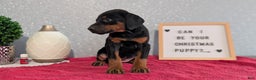 Doberman Pinscher dogs for sale: Luna - Ad 6
