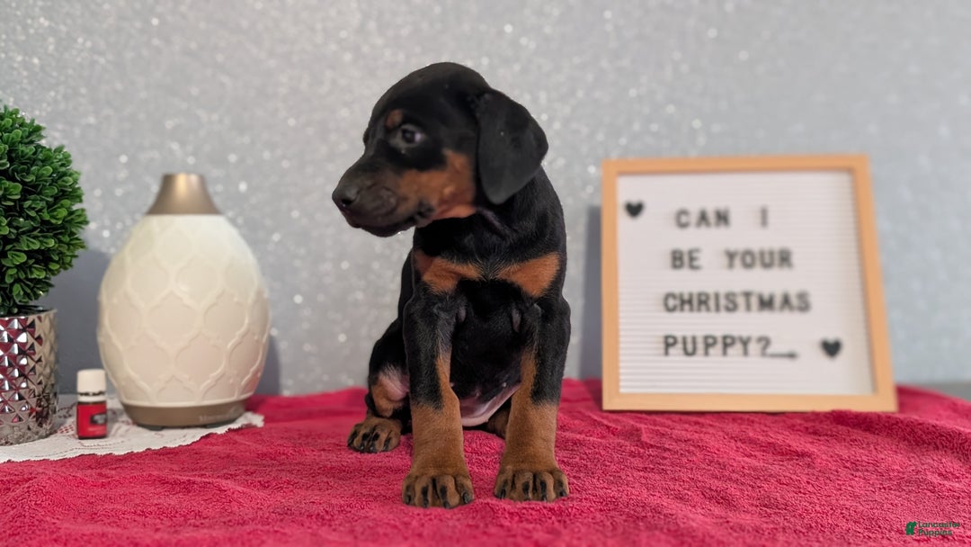 Doberman Pinscher dogs for sale: Luna - Ad 6