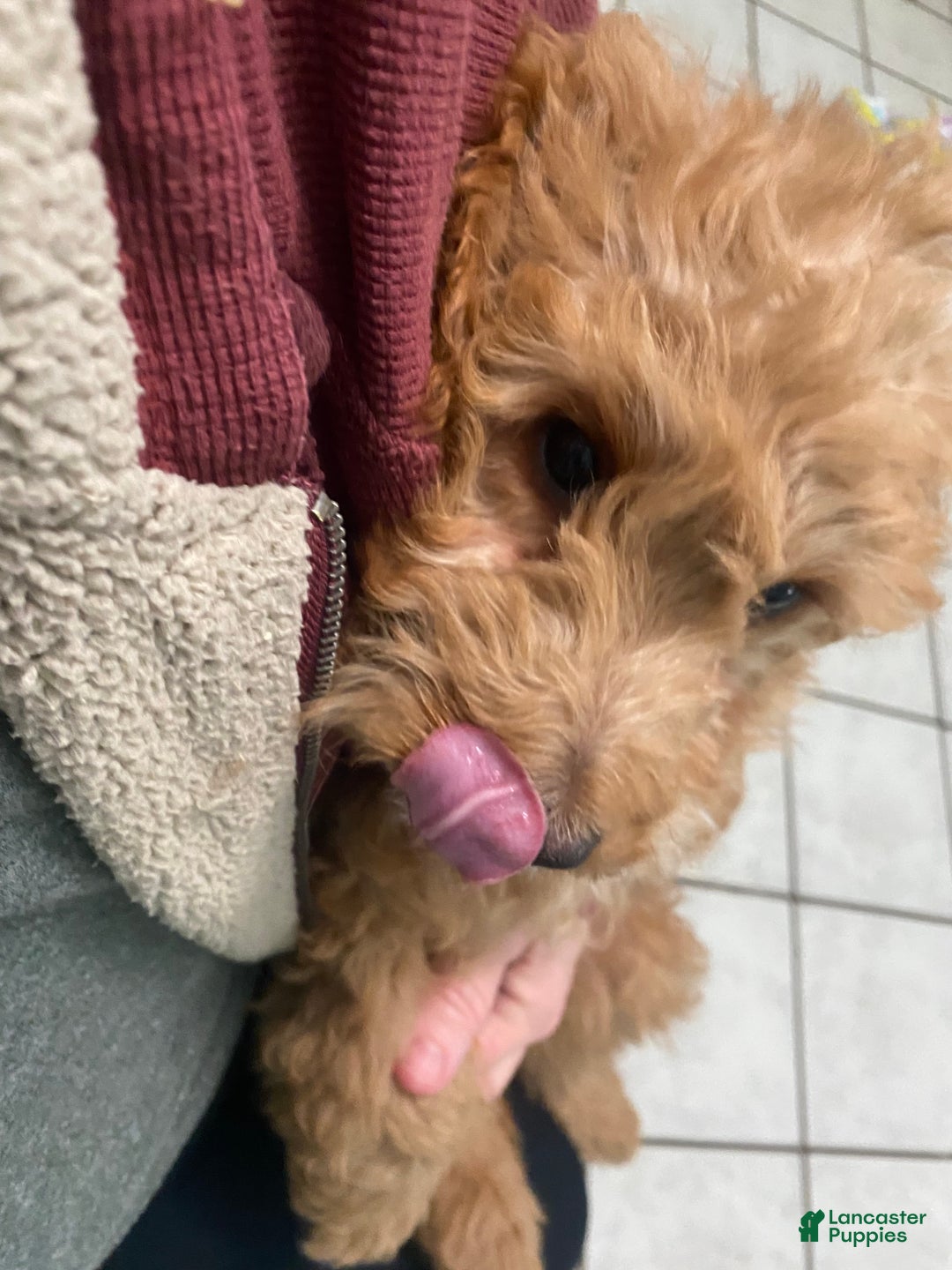 Mini Goldendoodle dogs for sale: Mini Goldendoodle Puppy Nick  - Ad 2