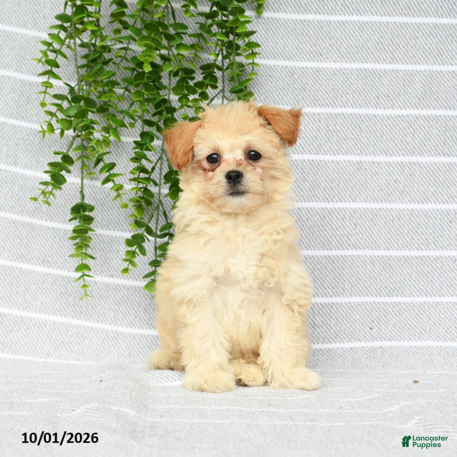 Mixed Breed dogs Maggie - Ad 2