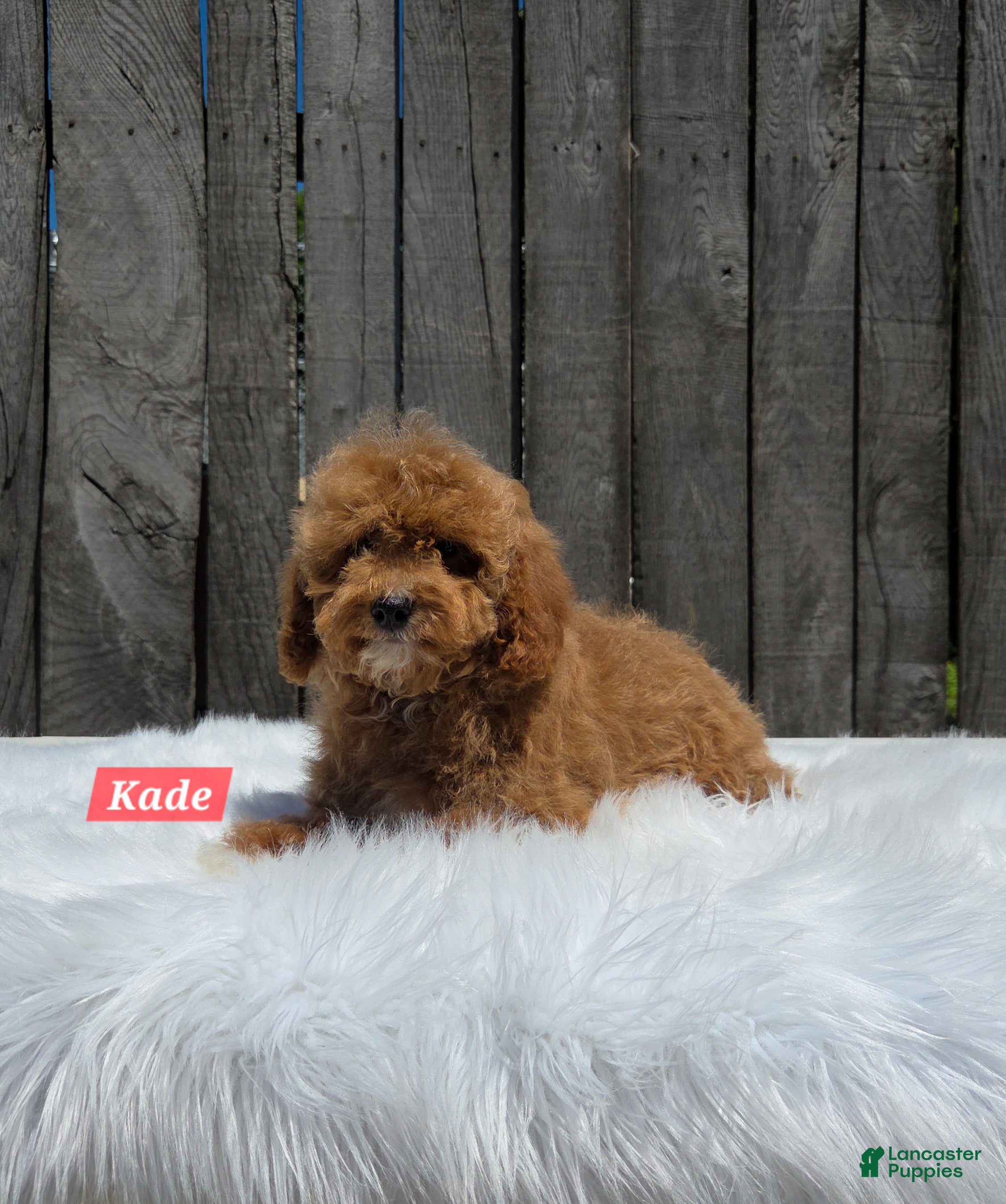 Cavapoo dogs for sale: Kade - Ad 2