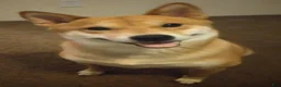 Shiba Inu dogs for sale: Shiba Inu Puppy 4 - Ad 3