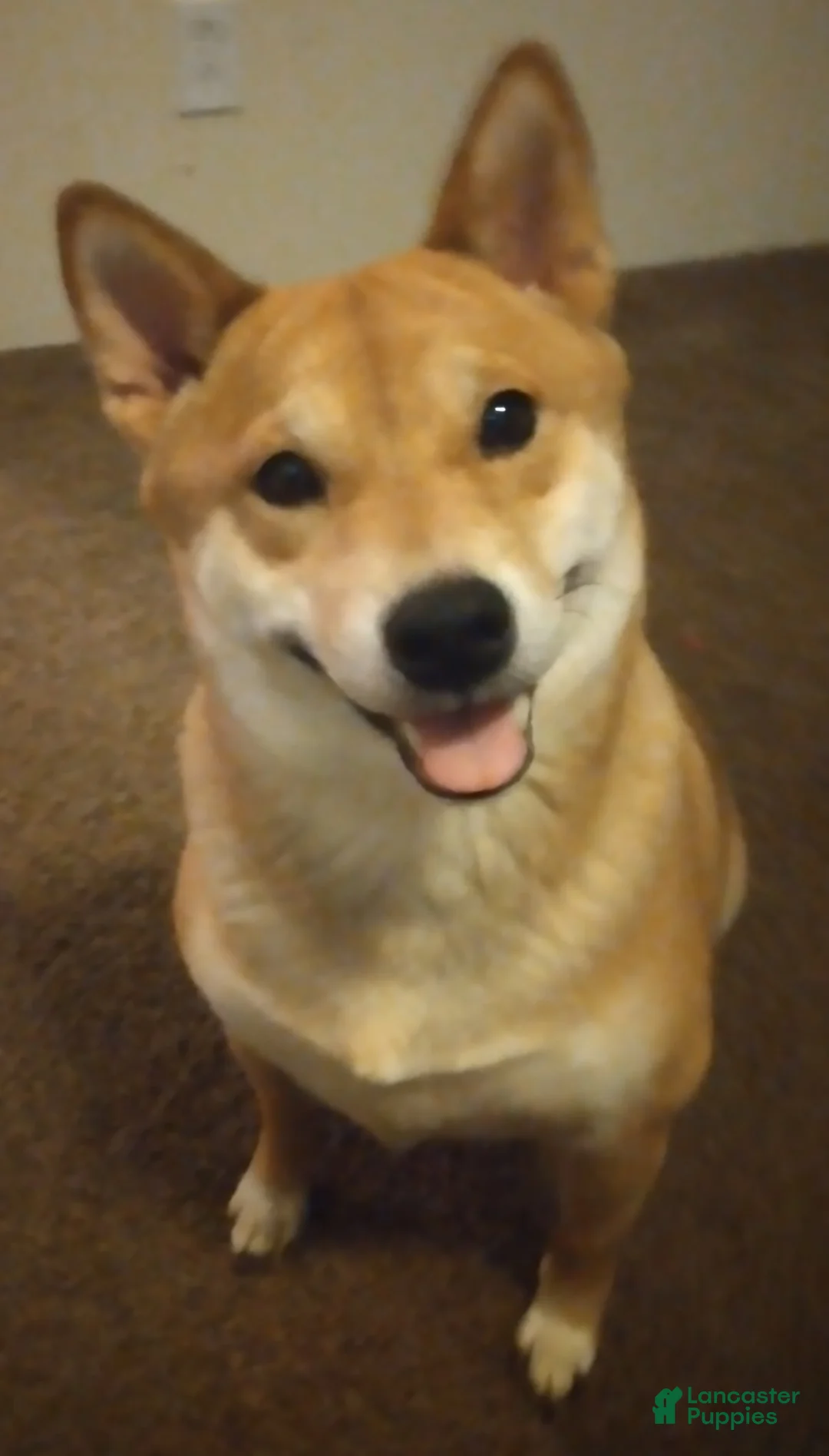Shiba Inu dogs for sale: Shiba Inu Puppy 4 - Ad 3