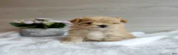 Maltipoo dogs for sale: Michelle - Ad 3