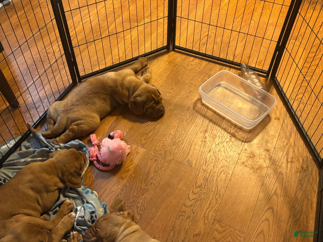 Dogue De Bordeaux dogs for sale: Dogue De Bordeaux Puppy 5 - Ad 33