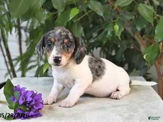 Dachshund dogs for sale: Penny - Ad 4