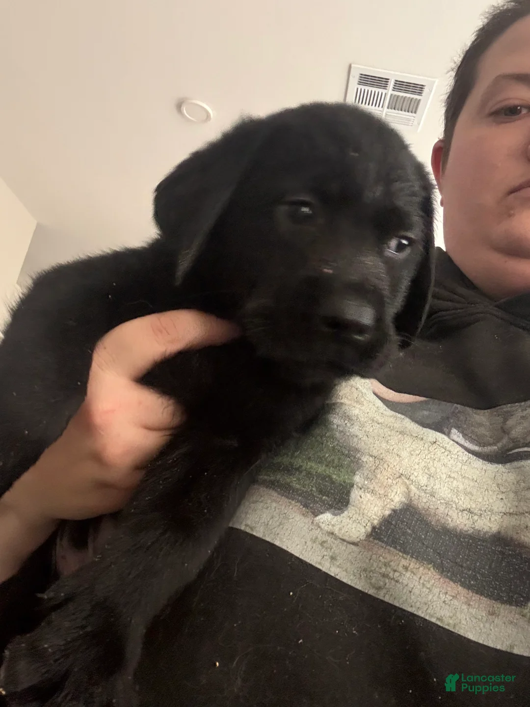 Labrador Retriever dogs for sale: Labrador Retriever 1 - Ad 2