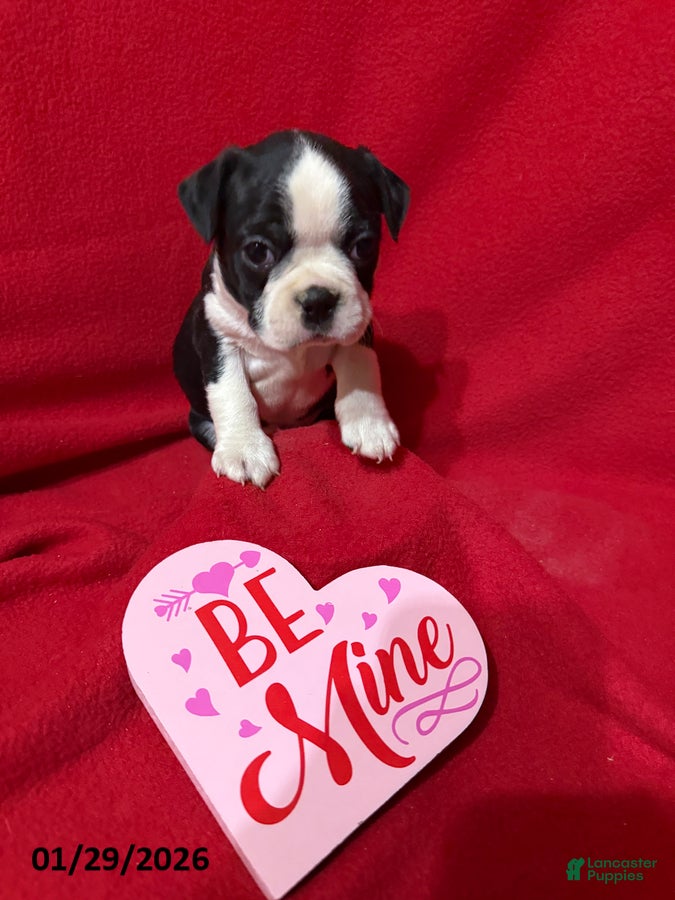 Boston Terrier dogs Harman - Ad 4