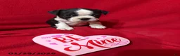 Boston Terrier dogs for sale: Harman - Ad 1