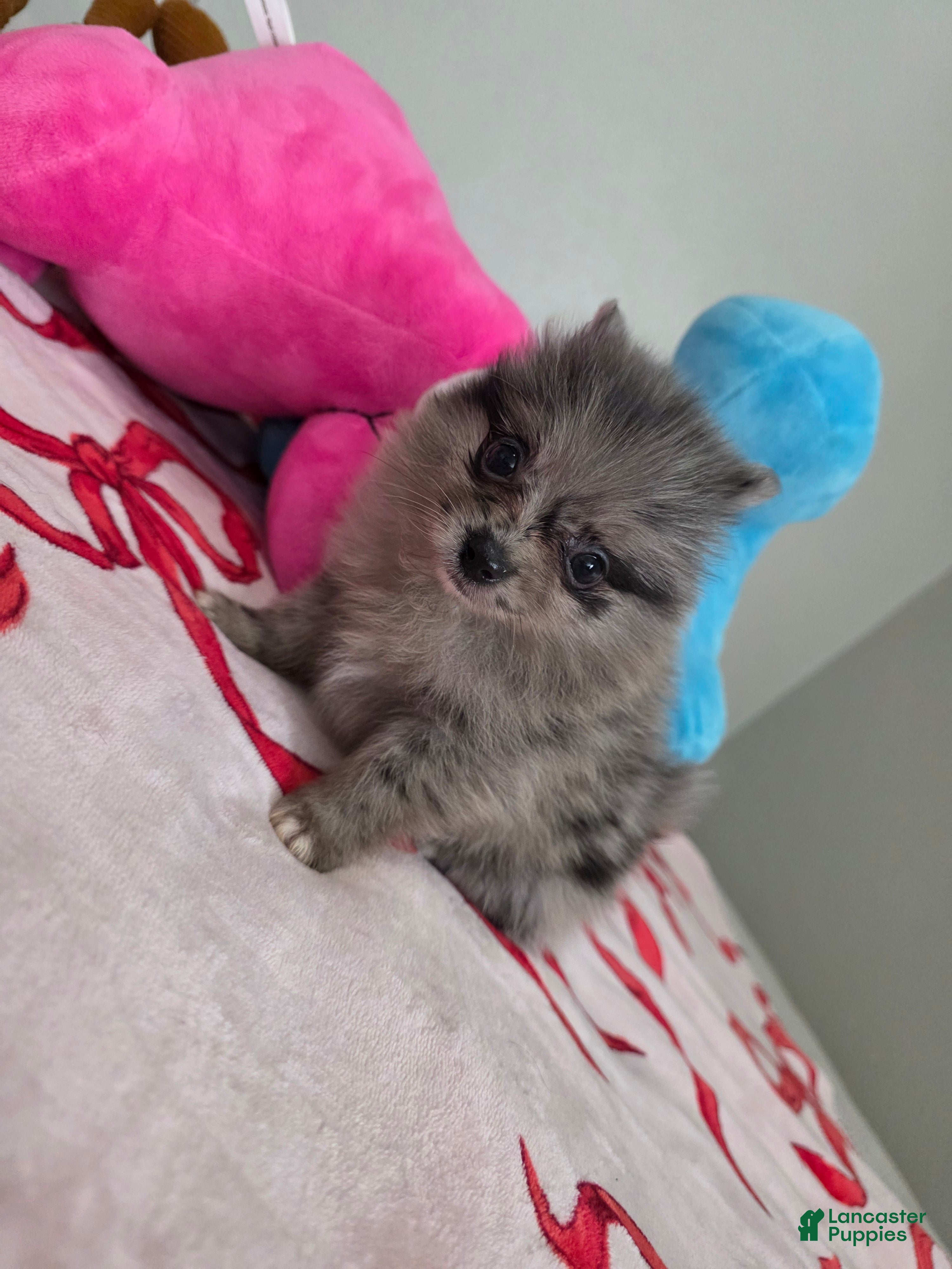 Pomeranian dogs for sale: Peaches  - Ad 8