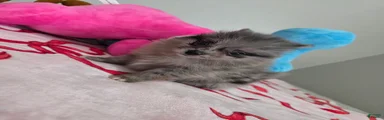 Peaches 