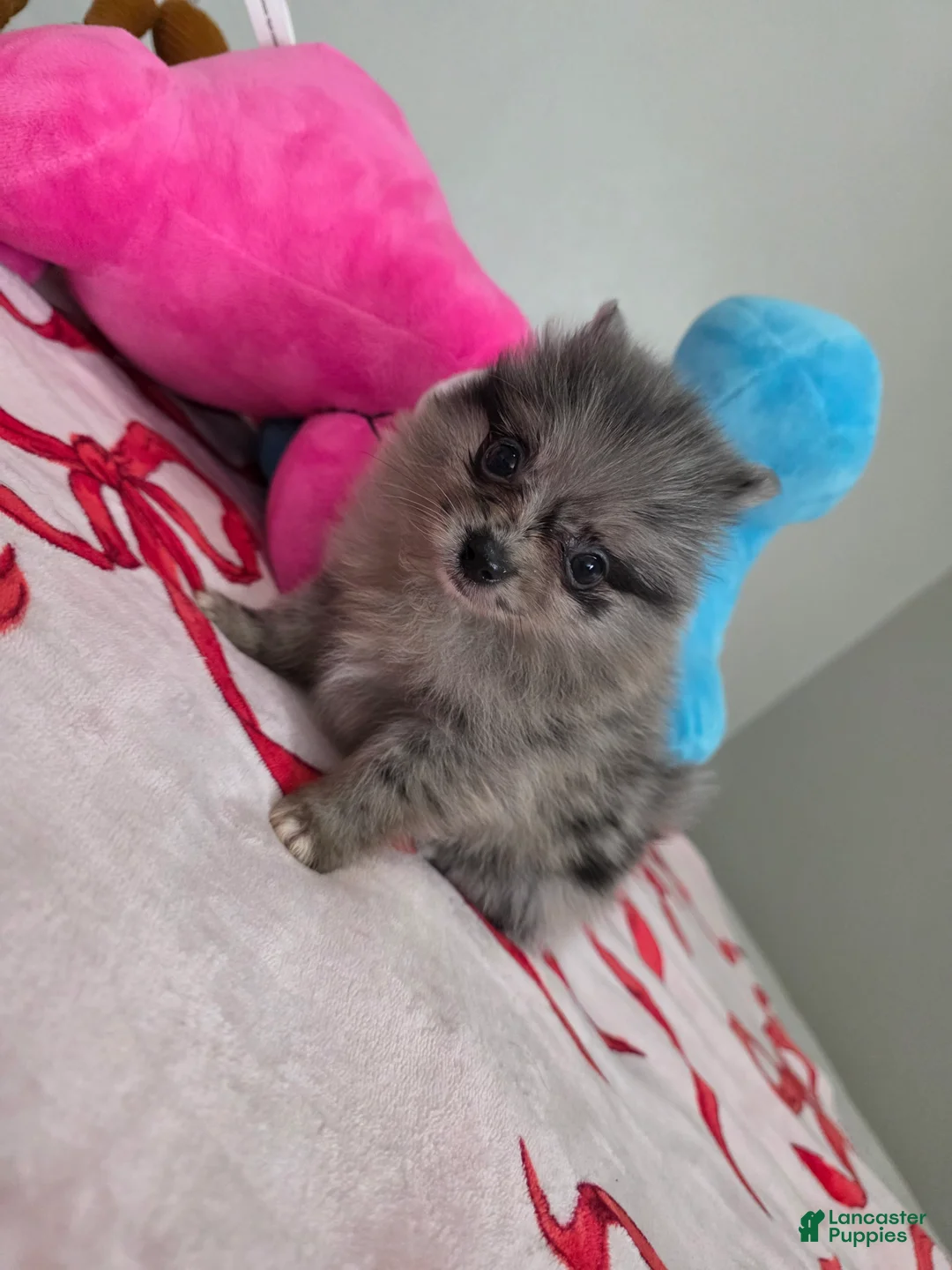 Pomeranian dogs for sale: Peaches  - Ad 1
