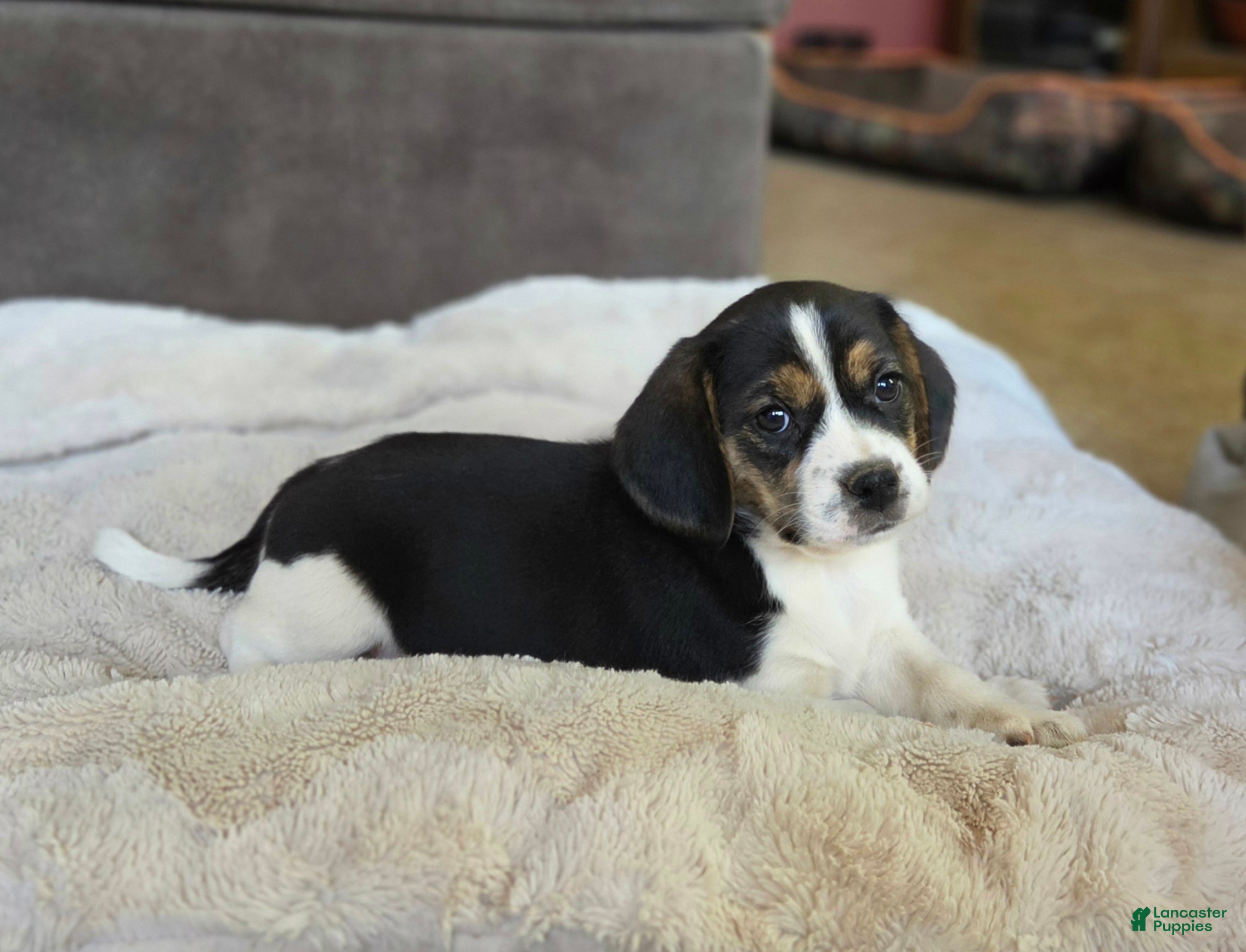 Puggle dogs Tulip - Ad 32