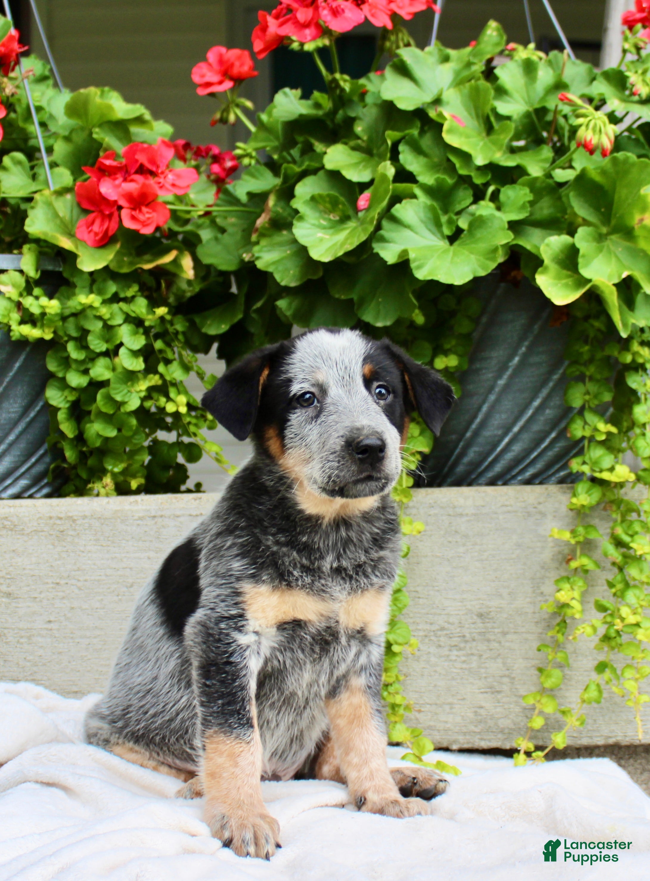 Australian Cattle Dog dogs Charlie  - Ad 2