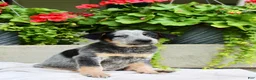 Australian Cattle Dog dogs for sale: Charlie  - Ad 2