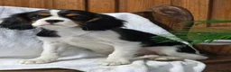 Cavalier King Charles Spaniel dogs for sale: Peony - Ad 4