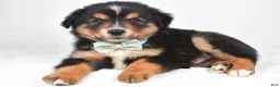 Miniature Australian Shepherd dogs for sale: Caesar  - Ad 8