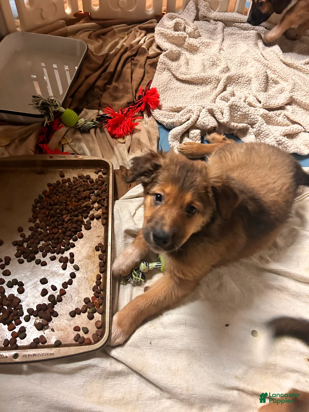 Mixed Breed dogs for sale: Fern - Ad 4