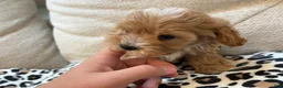 Maltipoo dogs for sale: Cupcake - Ad 4