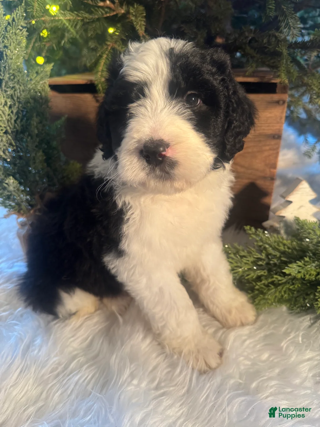 Bernedoodle dogs for sale: Australian Mountain Doodle Marv - Ad 3