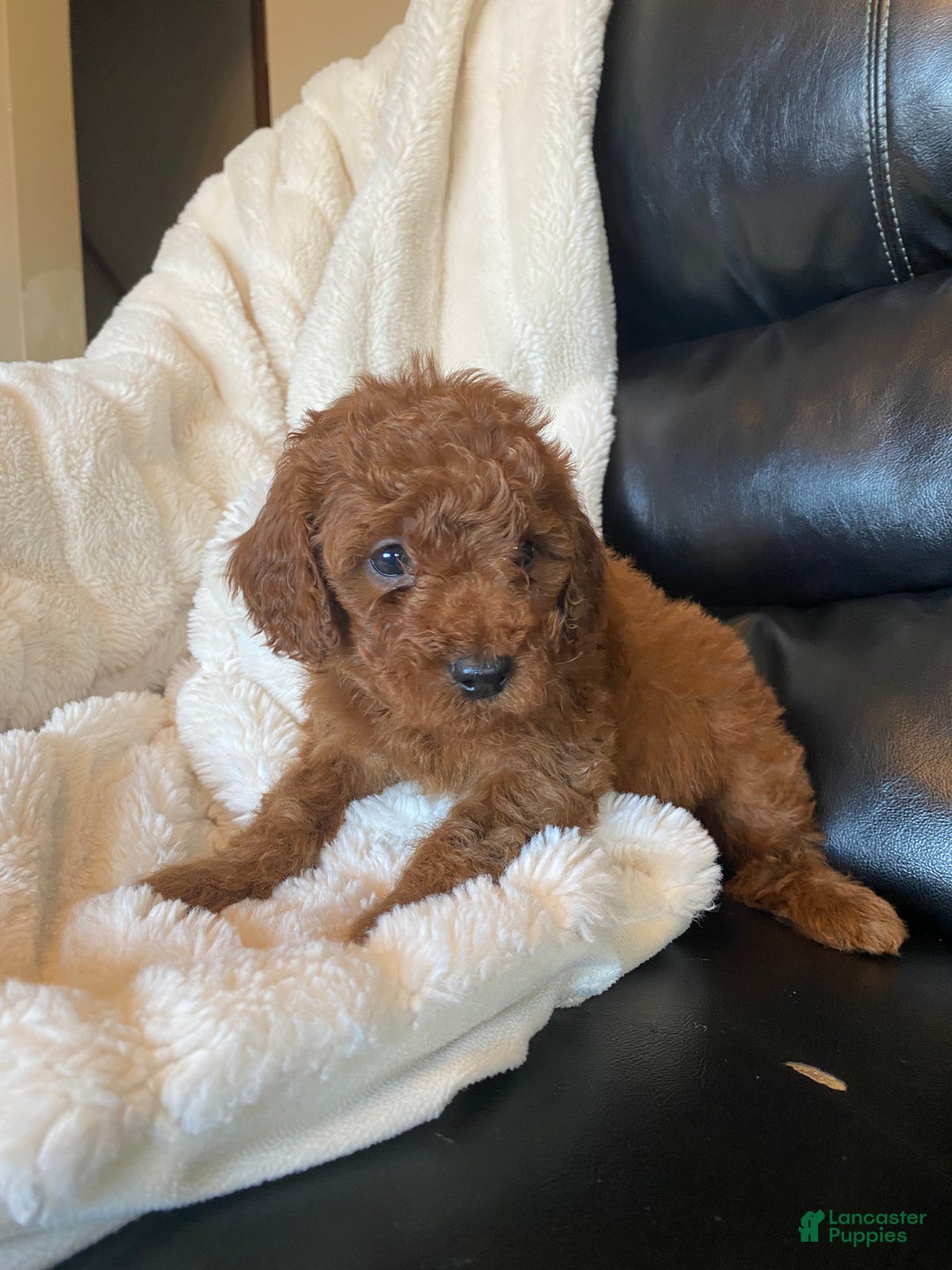 Mixed Breed dogs for sale: Alpine - Ad 5