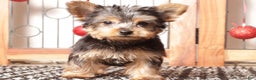 Yorkshire Terrier dogs for sale: Nico - Ad 2