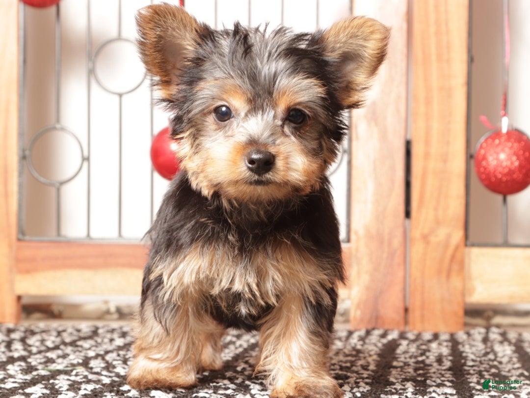 Yorkshire Terrier dogs for sale: Nico - Ad 2