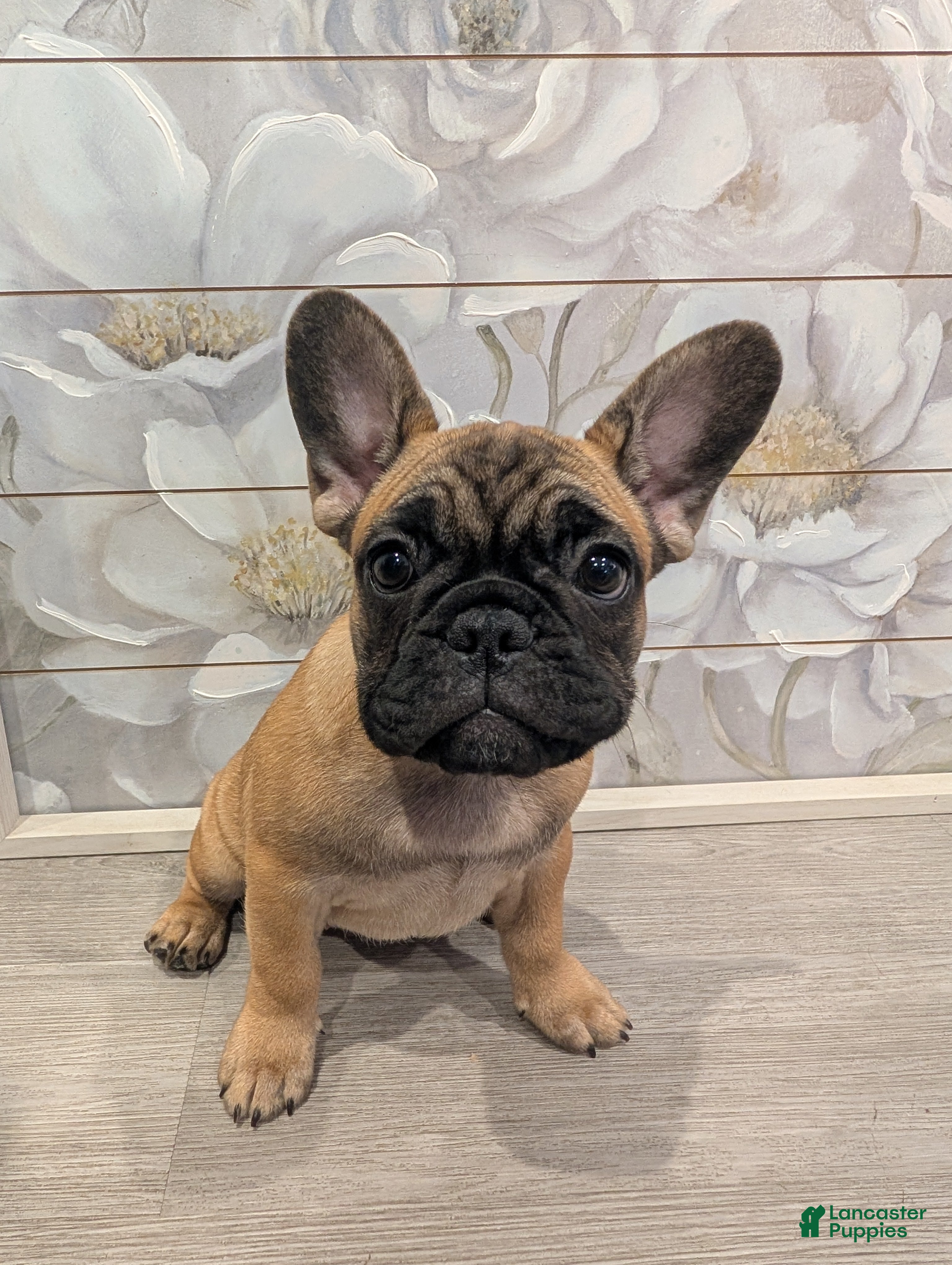 French Bulldog dogs French Bulldog Girl - Ad 28