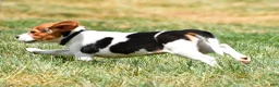 Beagle dogs for sale: Polly - Ad 7