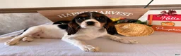 Cavalier King Charles Spaniel dogs for sale: Sparky  - Ad 5