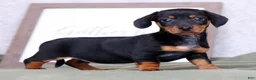 Miniature Dachshund dogs for sale: Fern - Ad 6