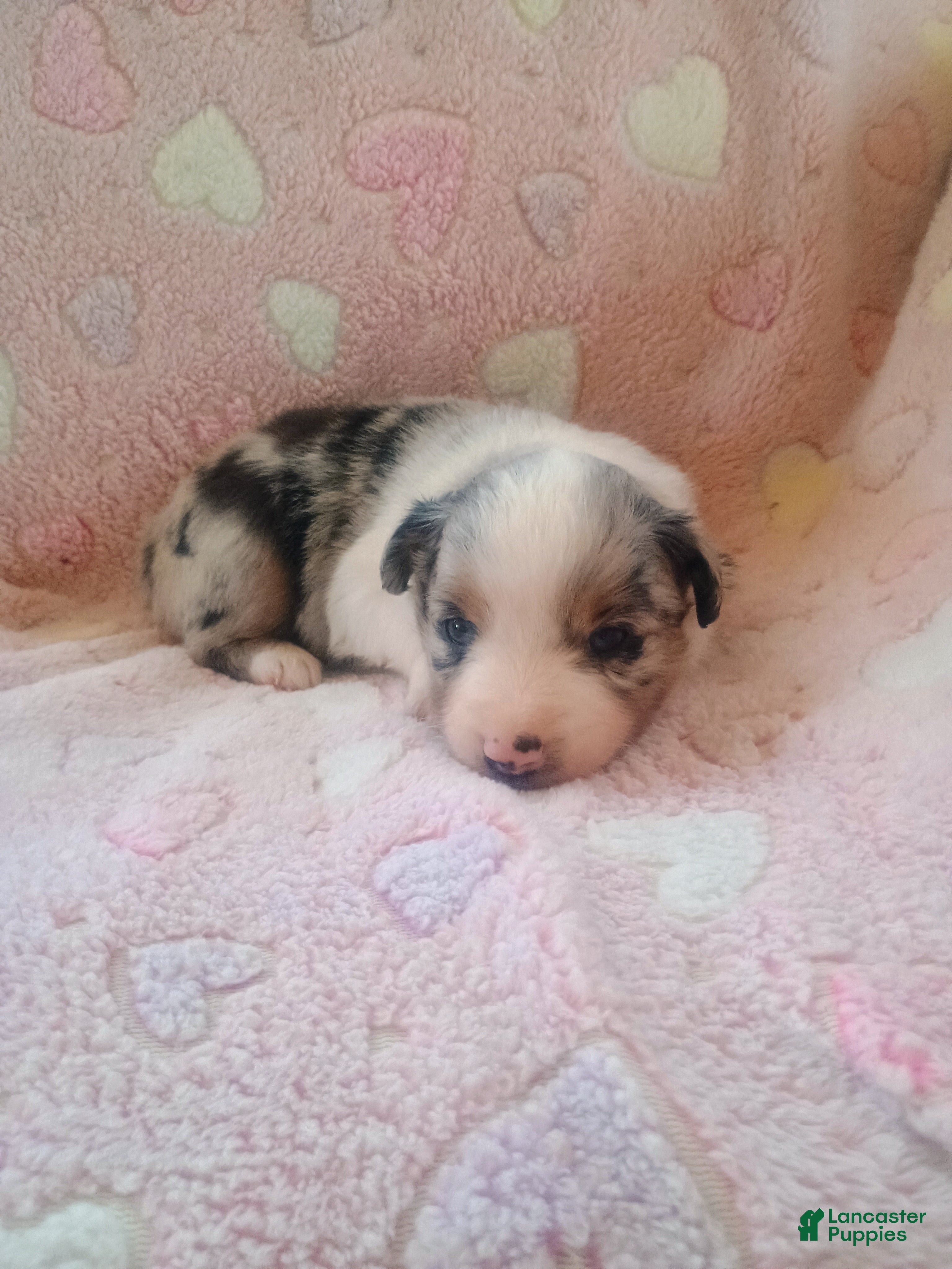 Toy Australian Shepherd dogs Toy Australian Shepherd Puppy 4 - Ad 2