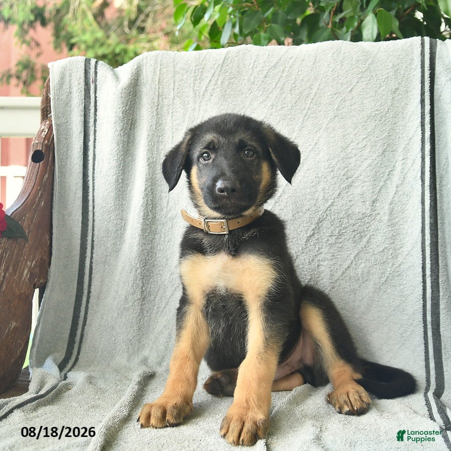 German Shepherd dogs Gunner  - Ad 2