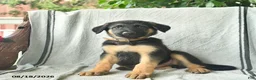 German Shepherd dogs for sale: Gunner  - Ad 2