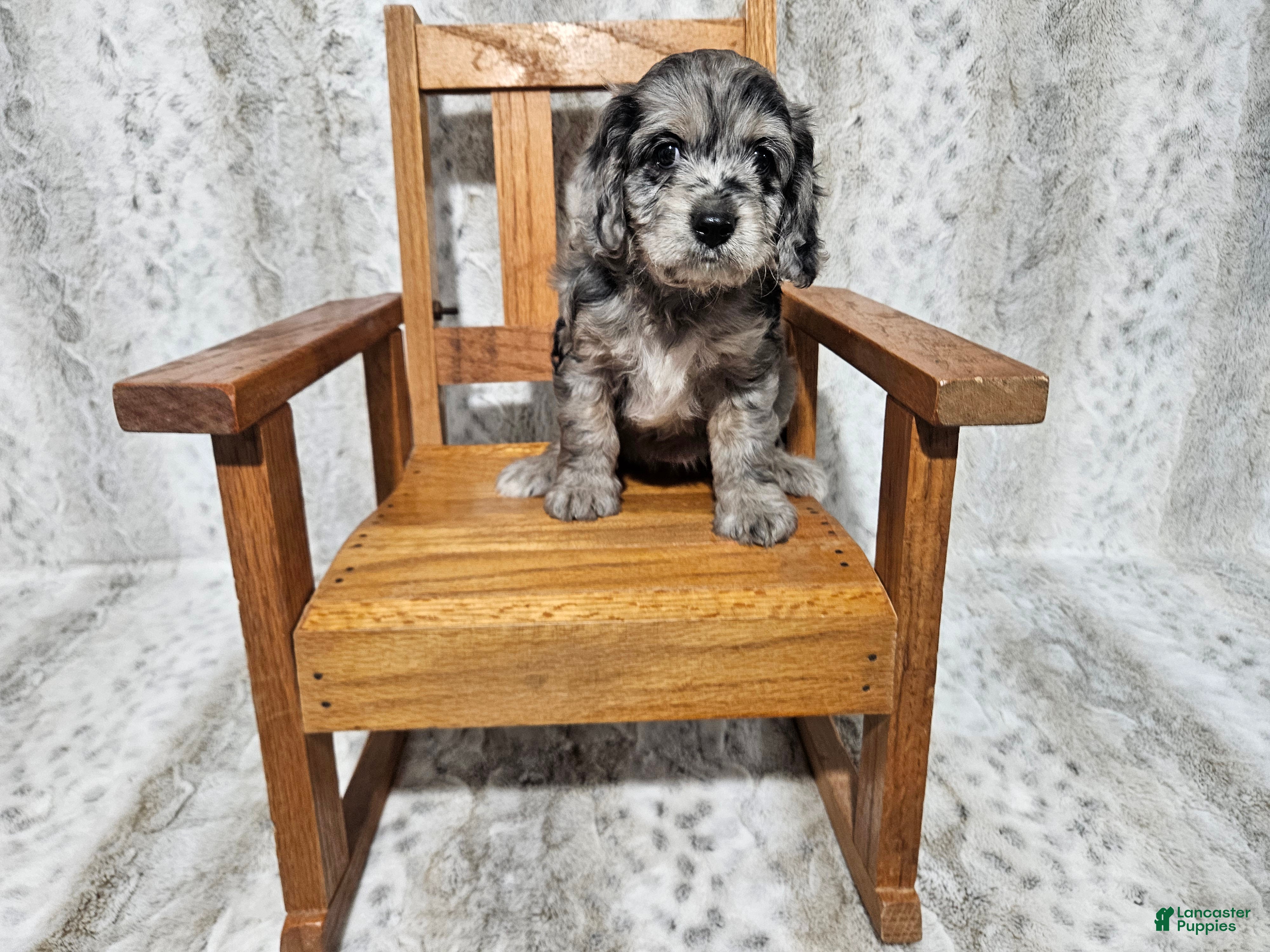 Cavapoo dogs F1 Aphrodite - Ad 25