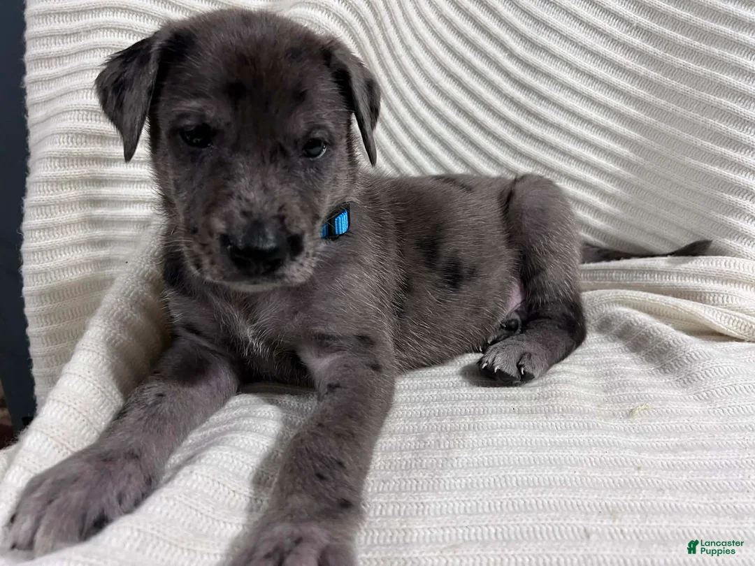 Mixed Breed dogs for sale: Jupiter - Ad 1