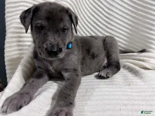 Mixed Breed dogs for sale: Jupiter - Ad 2