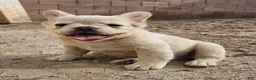 French Bulldog dogs for sale: French Bulldog Puppy 1 - Ad 4