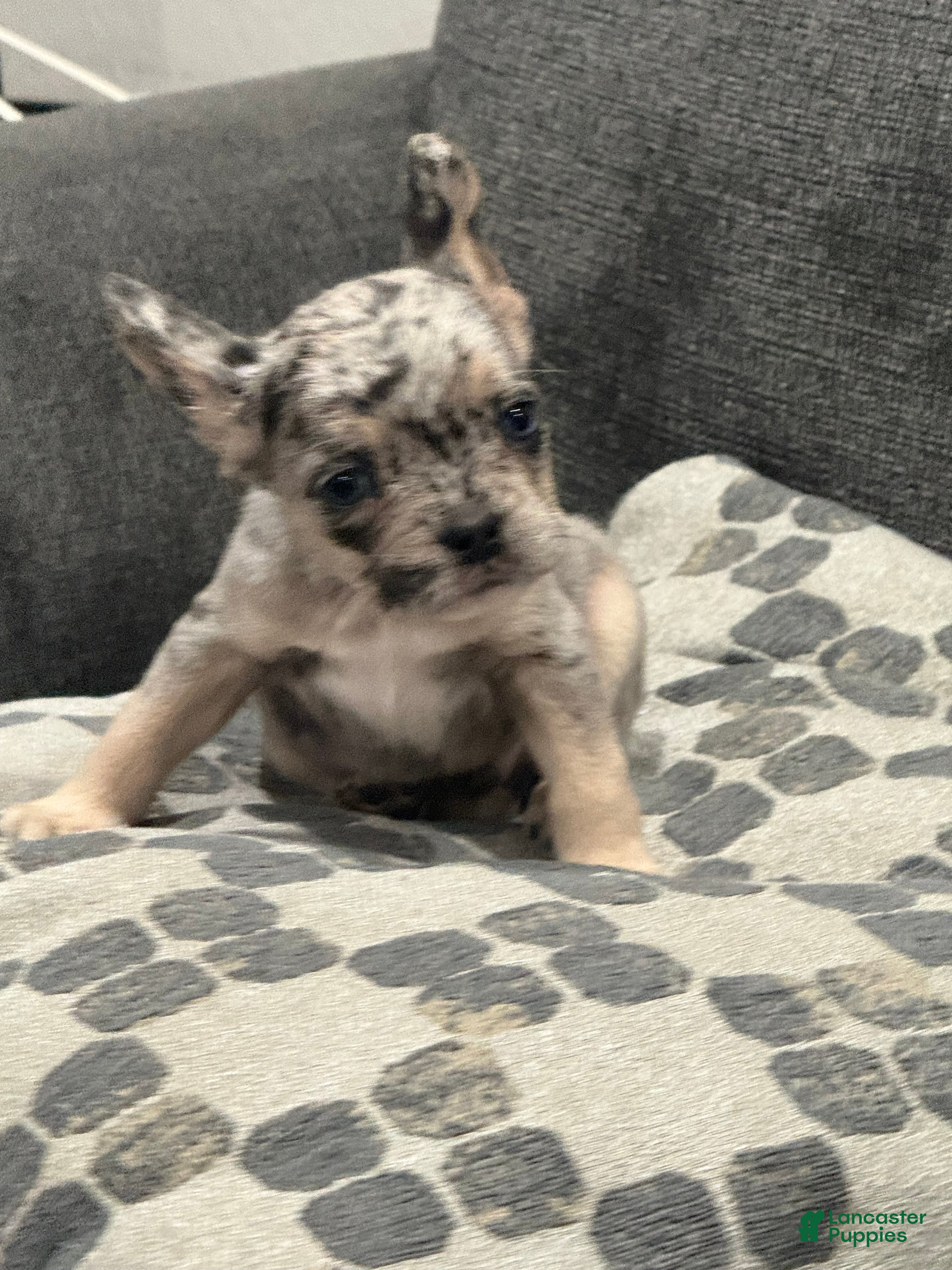 French Bulldog dogs Gumball - Ad 2