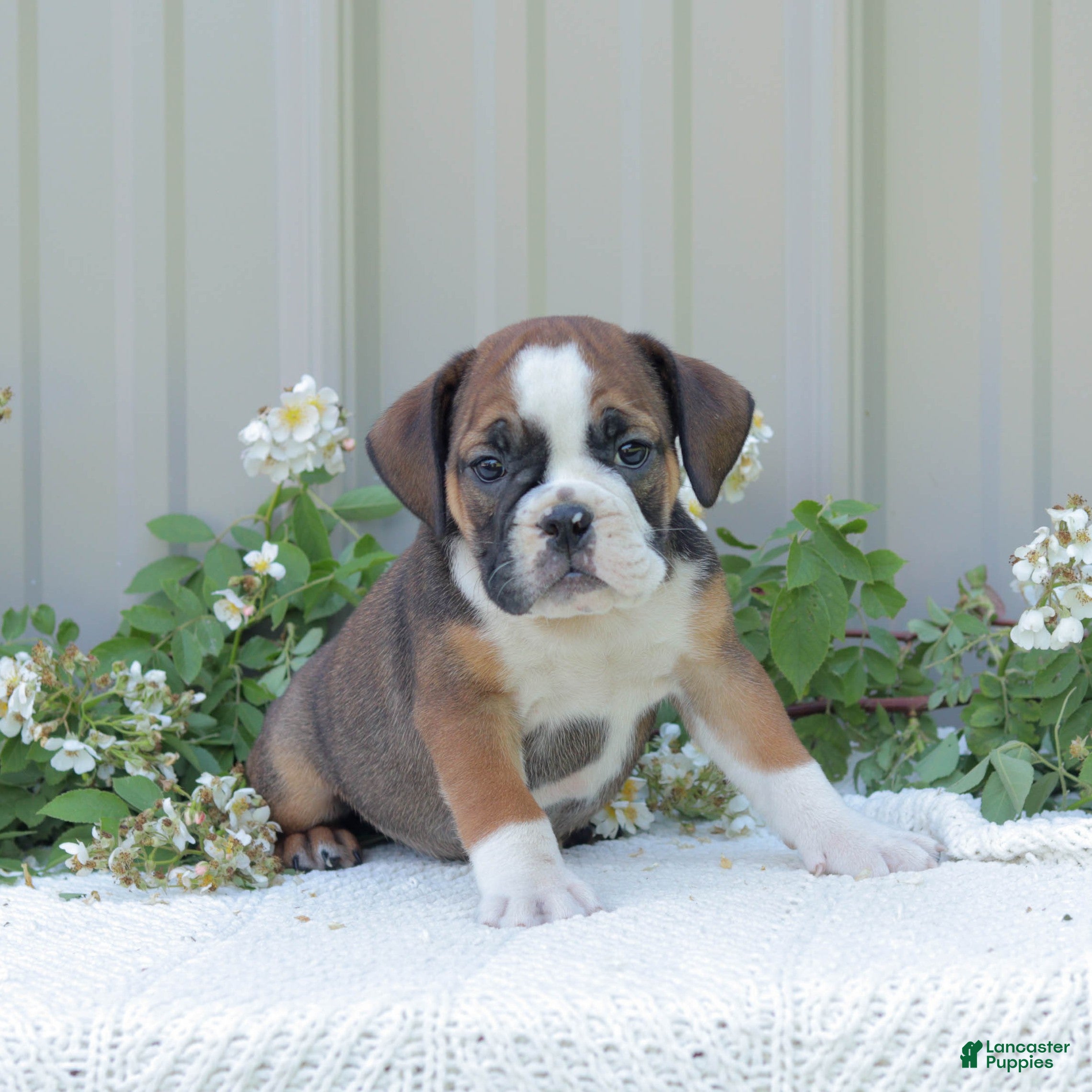 English Bulldog dogs Jasper - Ad 2